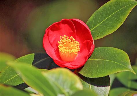 椿樹|椿（ツバキ）とは？花言葉、花の季節、育て方、種類。山茶花と。